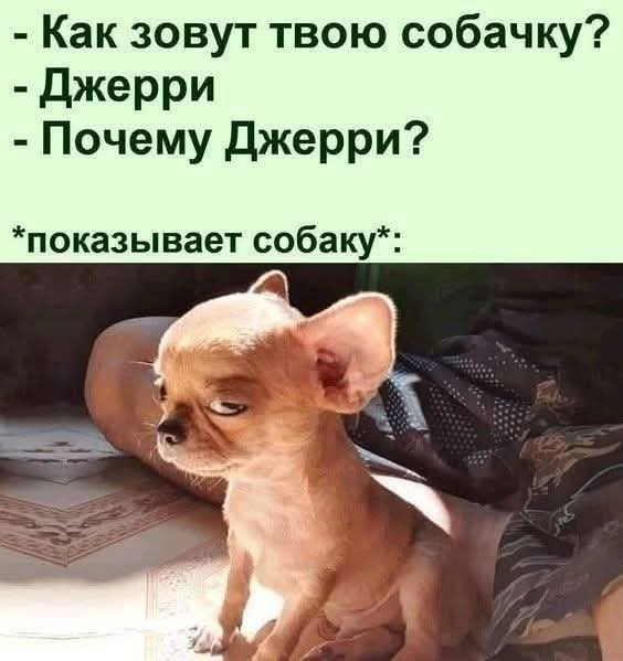 Сборник юмора в мемах на выходной для поднятия настроения Сборник юмора в мемах на выходной для поднятия настроения native-yes