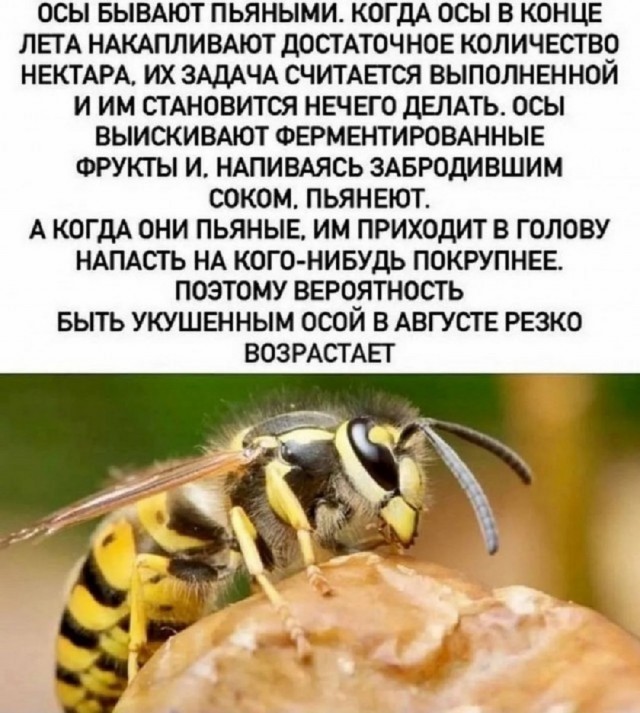 Большой сборник картинок и мемов на выходные Большой сборник картинок и мемов на выходные native-yes