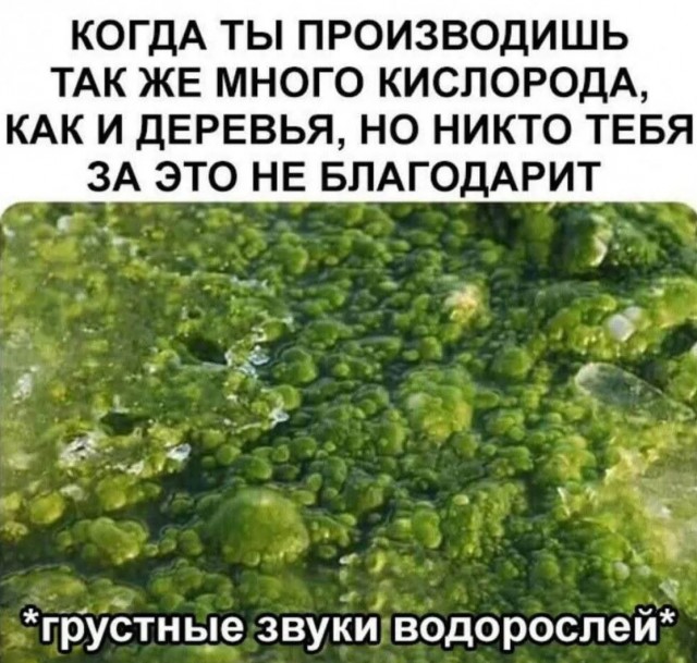 Маленькая Пятница: Большой Сборник Мемов и Приколов для Поднятия Настроения! Маленькая Пятница: Большой Сборник Мемов и Приколов для Поднятия Настроения! native-yes