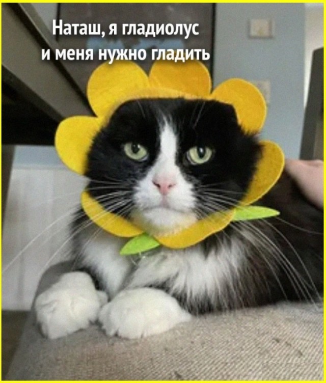Сборник юмора в мемах на выходной для поднятия настроения Сборник юмора в мемах на выходной для поднятия настроения native-yes