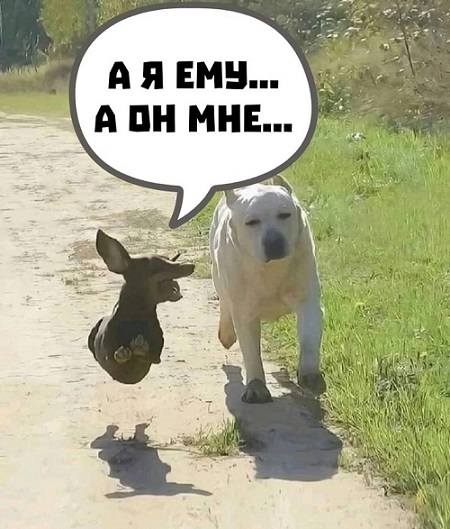 Сборник юмора в мемах на выходной для поднятия настроения Сборник юмора в мемах на выходной для поднятия настроения native-yes