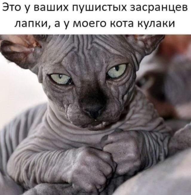 Большой сборник шуток чтобы провести выходной на позитиве native-yes