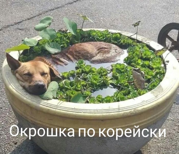 Маленькая Пятница: Большой Сборник Мемов и Приколов для Поднятия Настроения! Маленькая Пятница: Большой Сборник Мемов и Приколов для Поднятия Настроения! native-yes