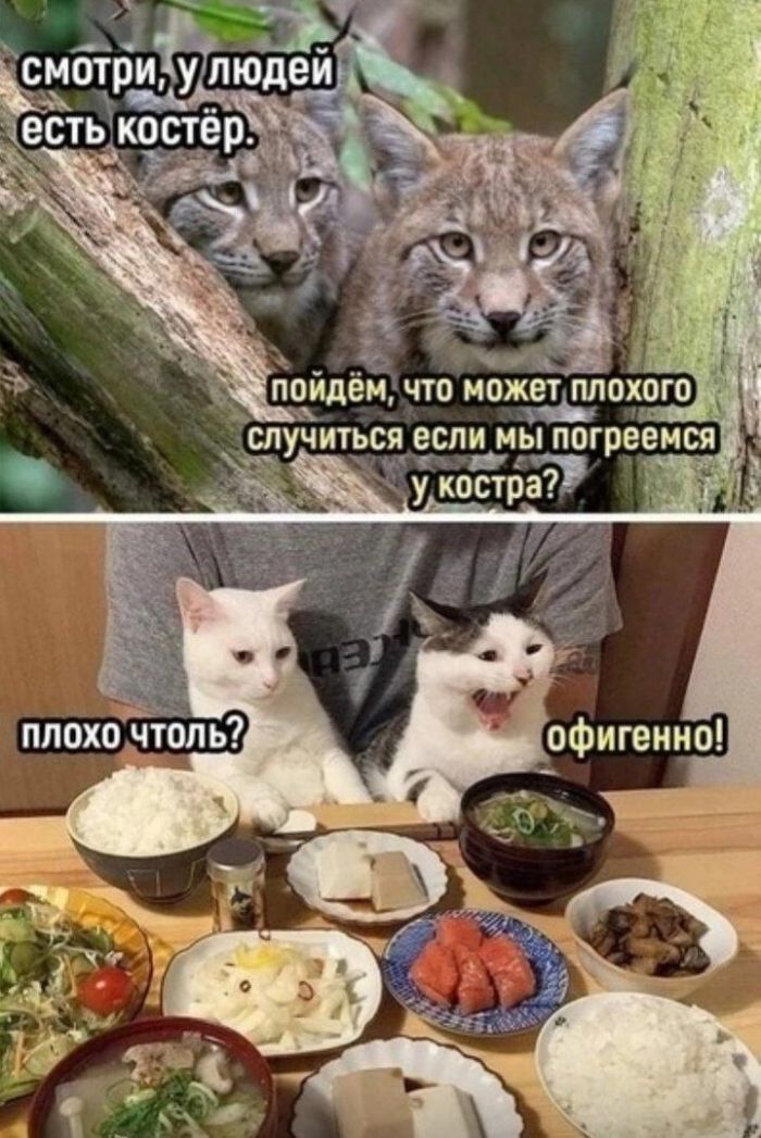 Новые мемы для поднятия настроения в пятницу native-yes