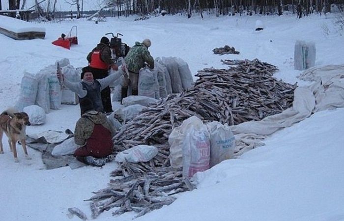 Действительно ли в Советском Союзе щуками топили паровозы Действительно ли в Советском Союзе щуками топили паровозы native-yes
