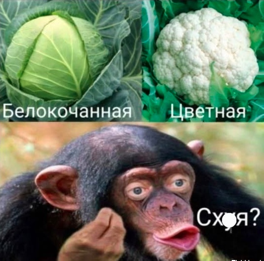 Когда хочется просто расслабиться и посмеяться... native-yes