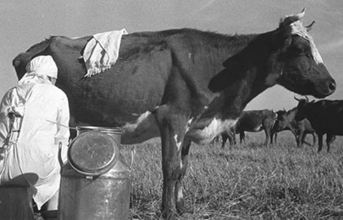 Было ли советское молоко таким «настоящим» native-yes