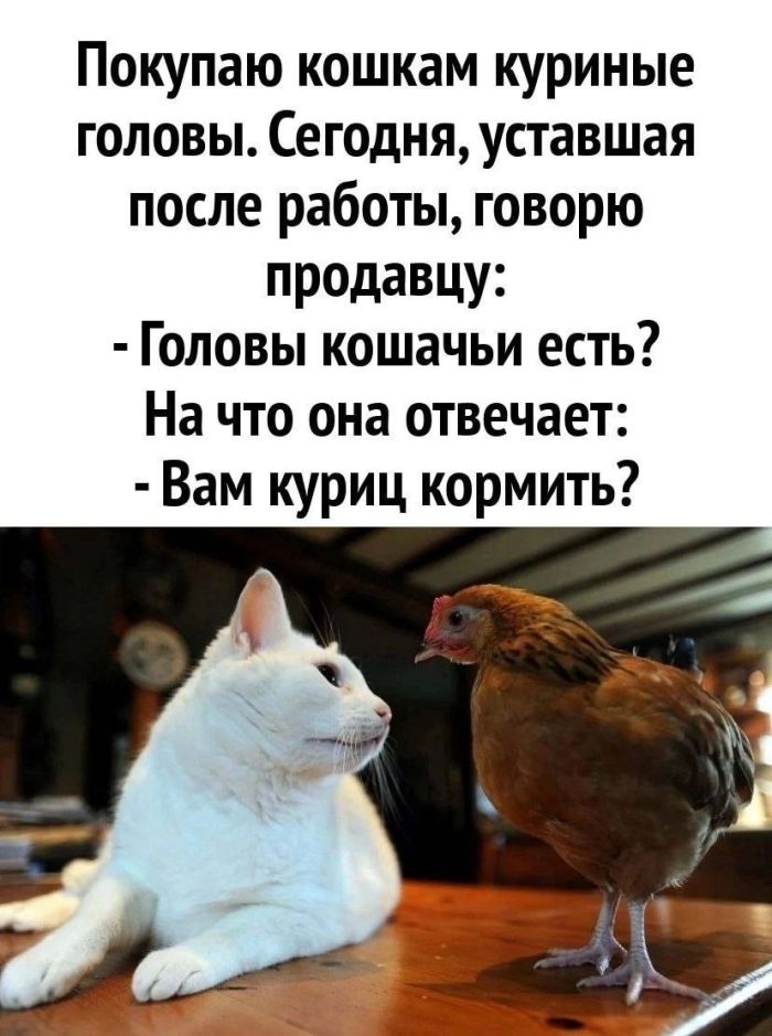 Когда хочется просто расслабиться и посмеяться... native-yes