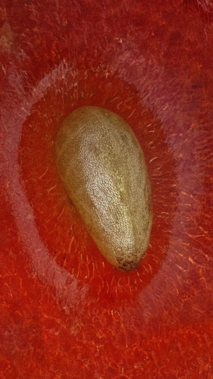 Что видит муравей сидя на клубнике Что видит муравей сидя на клубнике native-yes