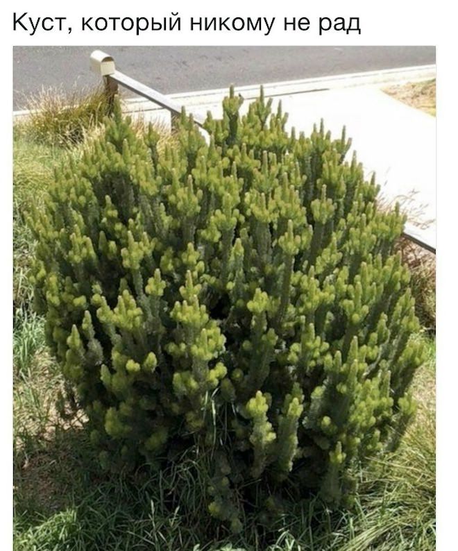 Большой сборник юмора на маленькую среду: мемы и позитивные фотографии! Большой сборник юмора на маленькую среду: мемы и позитивные фотографии! native-yes