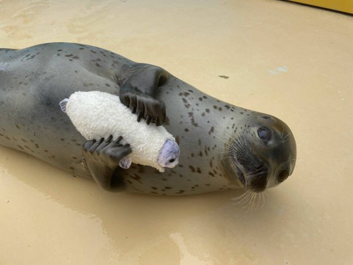 Большой сборник юмора на маленькую среду: мемы и позитивные фотографии! Большой сборник юмора на маленькую среду: мемы и позитивные фотографии! native-yes