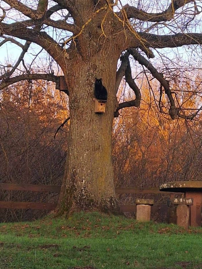 Большой сборник юмора на маленькую среду: мемы и позитивные фотографии! Большой сборник юмора на маленькую среду: мемы и позитивные фотографии! native-yes