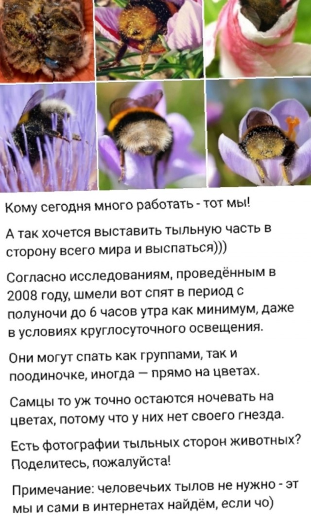 Картинки с прикольными надписями для настроения! native-yes