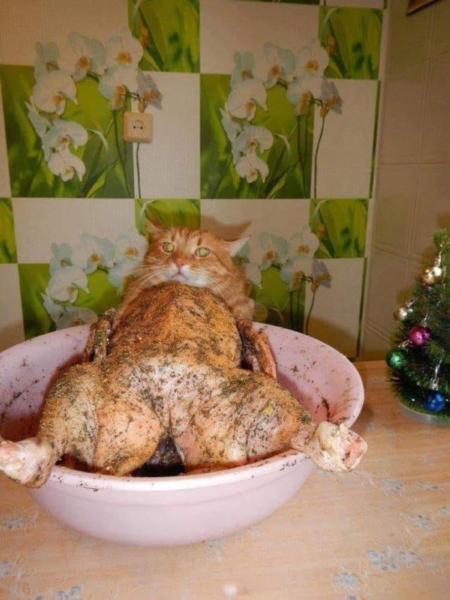 Большой сборник шуток и приколов в пятницу! native-yes