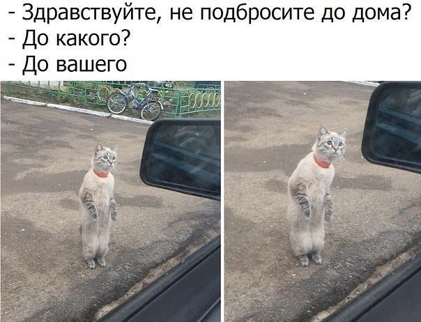 Картинки с прикольными надписями для настроения! native-yes