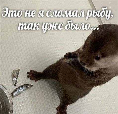 Начните свой день с улыбки и хорошего настроения! native-yes