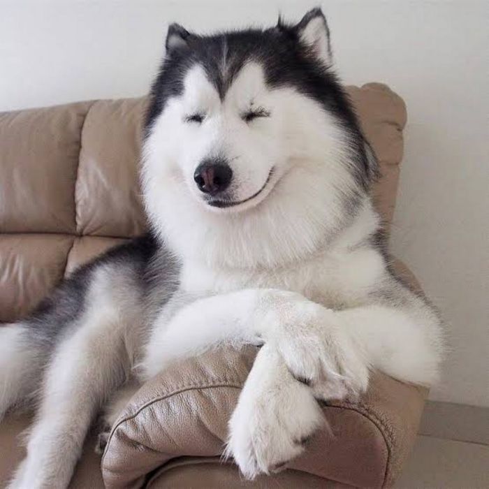 Большой сборник шуток и приколов в пятницу! native-yes