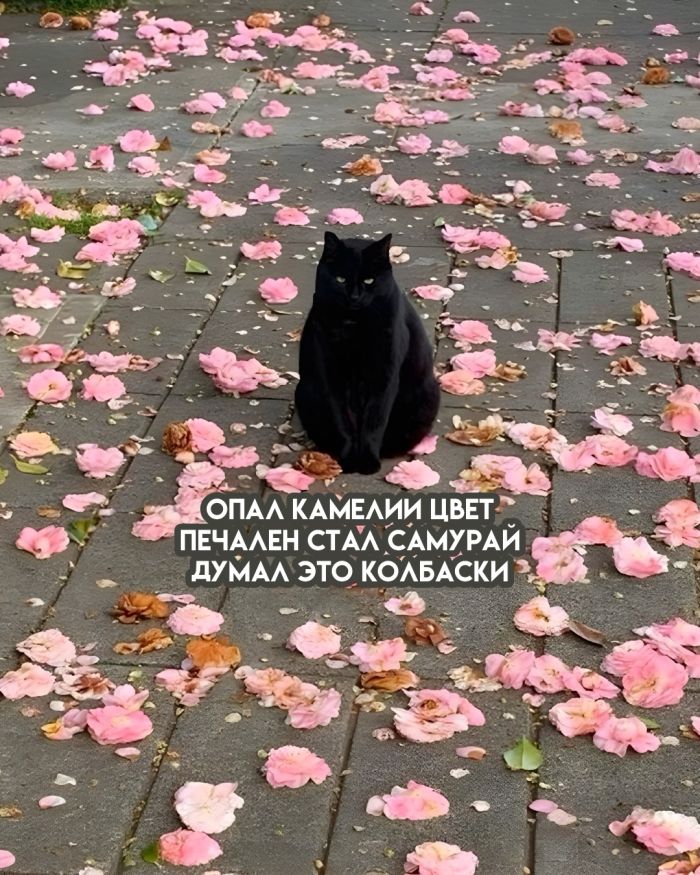 Большой сборник шуток и приколов в пятницу! native-yes