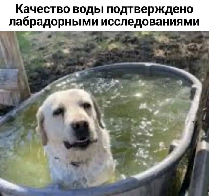 Картинки с прикольными надписями для настроения! native-yes