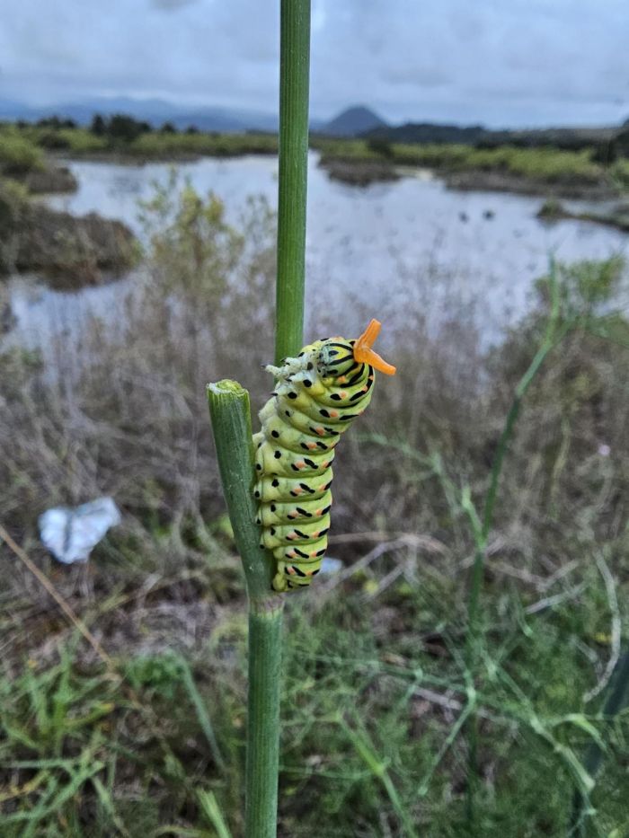 Большой сборник шуток и приколов в пятницу! native-yes