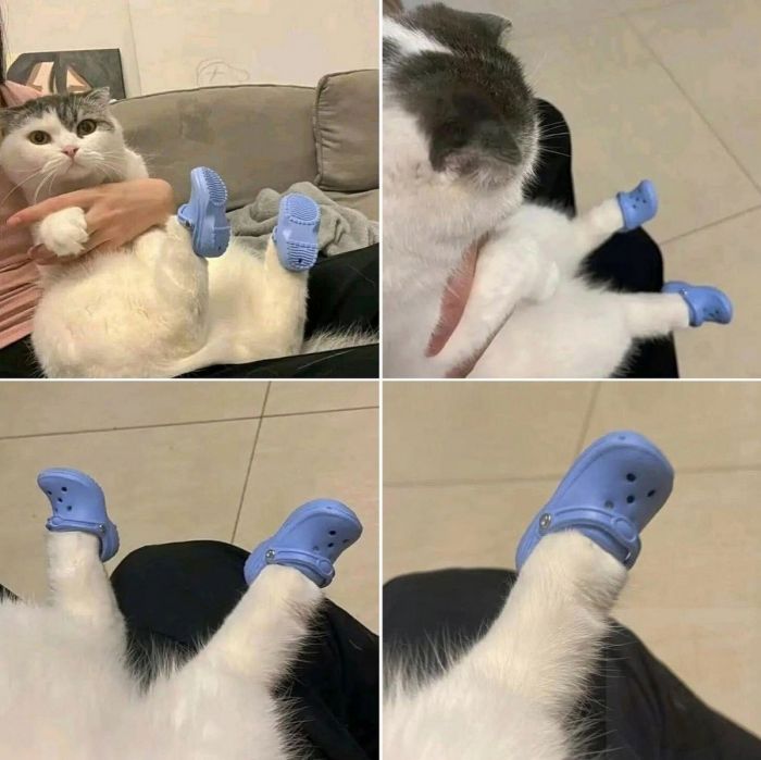 Большой сборник шуток и приколов в пятницу! native-yes