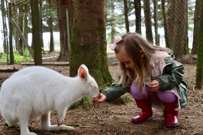 Правда ли, что в Австралии разводят и едят кенгуру, как коров или овец