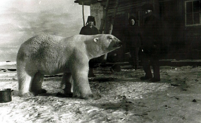 Почему полярники никогда не едят печень белого медведя