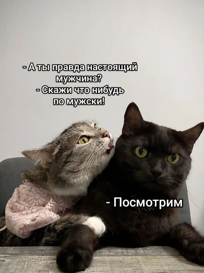 Понедельник? Не беда! Заряжаемся позитивом и смехом!