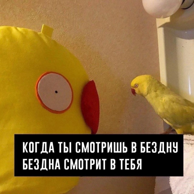 Понедельник? Не беда! Заряжаемся позитивом с новыми мемами и картинками! native-yes