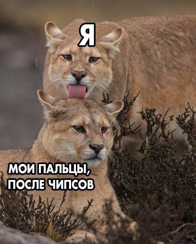 Лучший юмор для старта недели! Лучший юмор для старта недели! native-yes