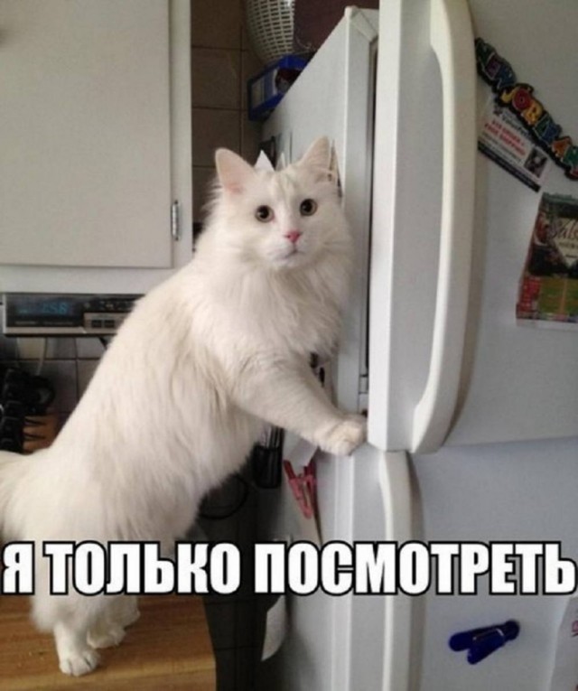 Понедельник? Не беда! Заряжаемся позитивом с новыми мемами и картинками! native-yes