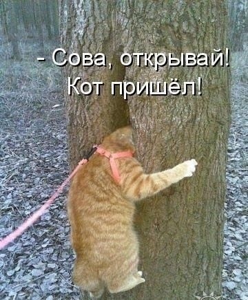 Зимняя хандра? Не, не слышали! Ловите порцию свежих мемов и картинок, чтобы согреться изнутри! Зимняя хандра? Не, не слышали! Ловите порцию свежих мемов и картинок, чтобы согреться изнутри! native-yes