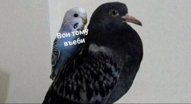 Лучший юмор для старта недели! Лучший юмор для старта недели! native-yes