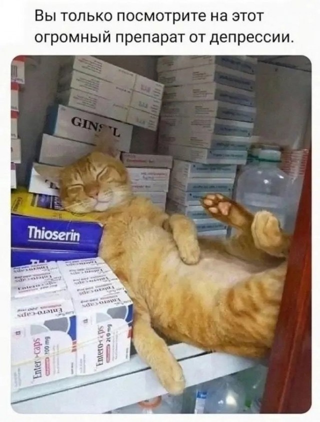 Зимняя хандра? Не, не слышали! Ловите порцию свежих мемов и картинок, чтобы согреться изнутри! Зимняя хандра? Не, не слышали! Ловите порцию свежих мемов и картинок, чтобы согреться изнутри! native-yes