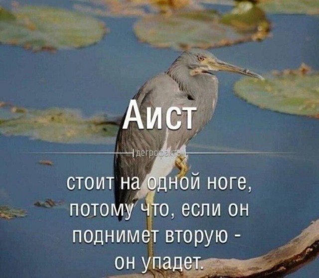 ВНИМАНИЕ, СРЕДА! Срочно поднять настроение! ВНИМАНИЕ, СРЕДА! Срочно поднять настроение! native-yes