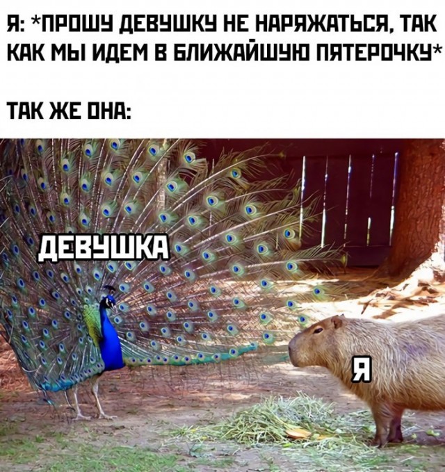 Первый убойный сборник юмора 2026 года уже здесь! native-yes