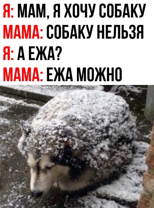 Новый понедельник – новые шутки! Новый понедельник – новые шутки! native-yes