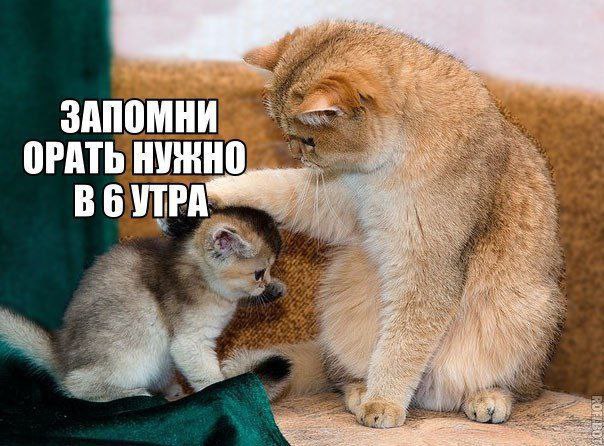 Лучший юмор для старта недели! Лучший юмор для старта недели! native-yes