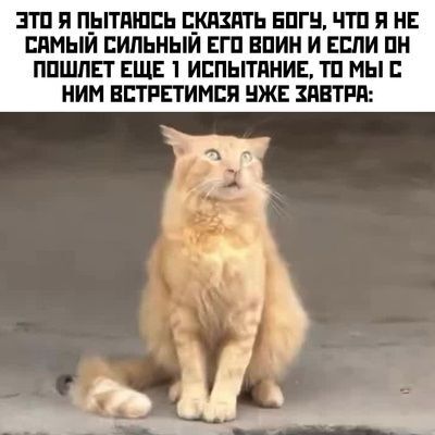 Понедельник с улыбкой: свежие мемы для позитивного старта рабочей недели! native-yes