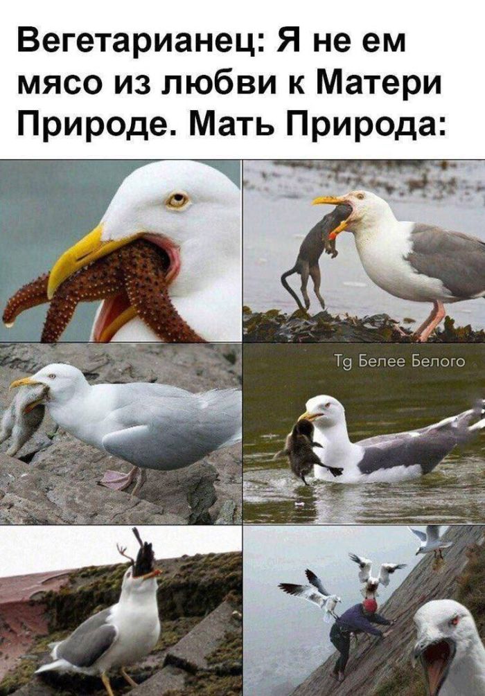 Новый понедельник – новые шутки! Новый понедельник – новые шутки! native-yes