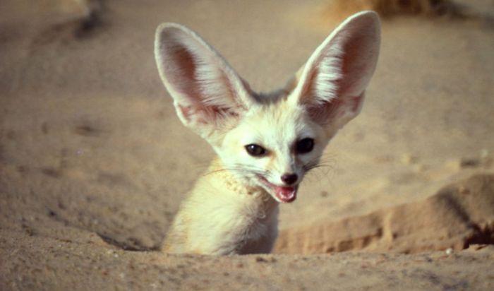 Пятница – время смеяться! Большой сборник шуток и приколов! Пятница – время смеяться! Большой сборник шуток и приколов! native-yes