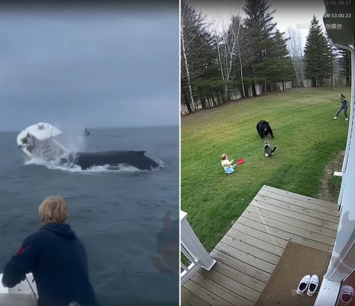 Новый сборник смешных шуток в видео приколах