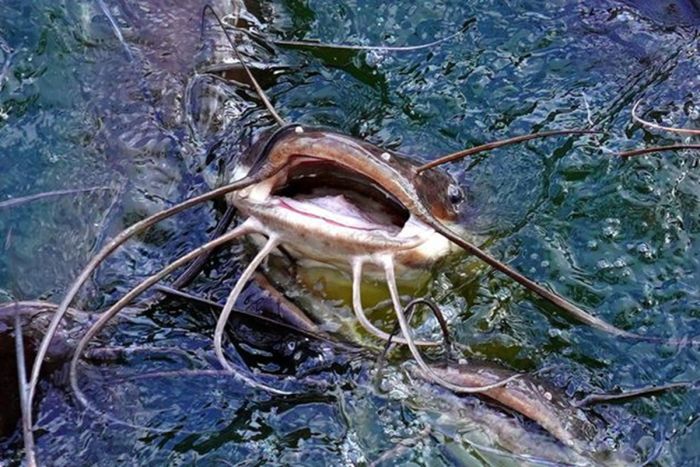 Сомы-людоеды native-yes