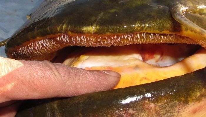 Сомы-людоеды native-yes