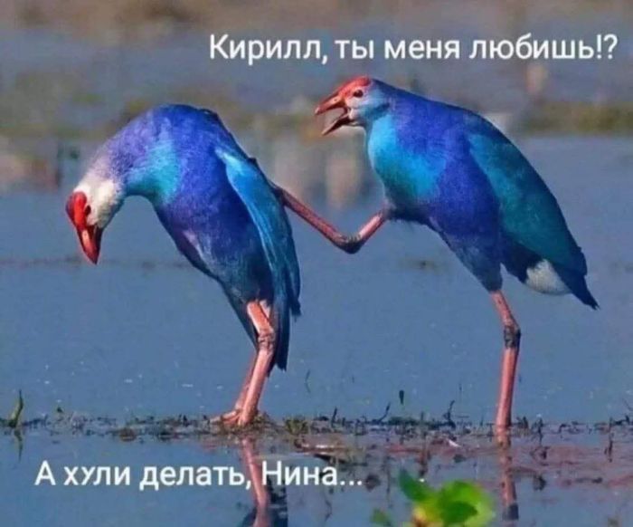 Пятница – время смеяться! Большой сборник шуток и приколов! Пятница – время смеяться! Большой сборник шуток и приколов! native-yes