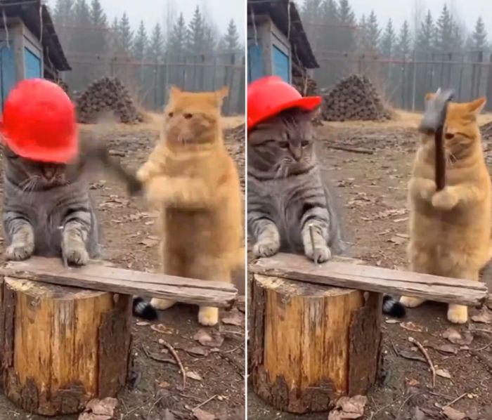 Вот почему коты выбирают коробки, а не строят жилье