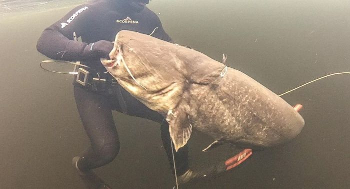 Сомы-людоеды native-yes