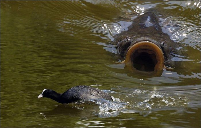 Сомы-людоеды native-yes