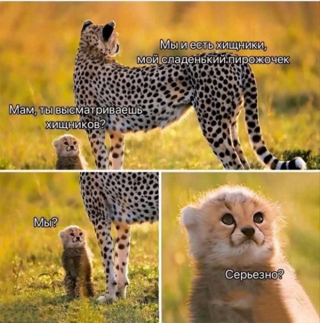 Зарядитесь позитивом! Представляем вам свежую порцию смеха! native-yes