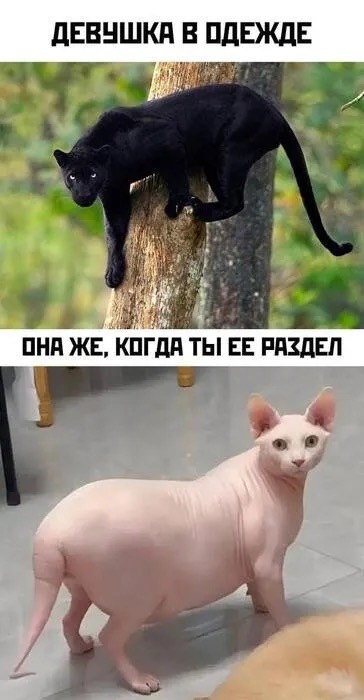 Новый сборник шуток для отличного настроения! Новый сборник шуток для отличного настроения! native-yes